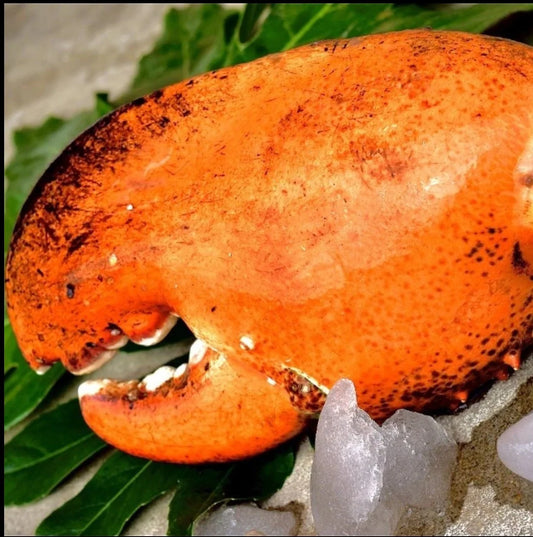 Giant kg-Grade Lobster Claw | Super Thick & Juicy | Premium Seafood Singapore - Only S$9.90