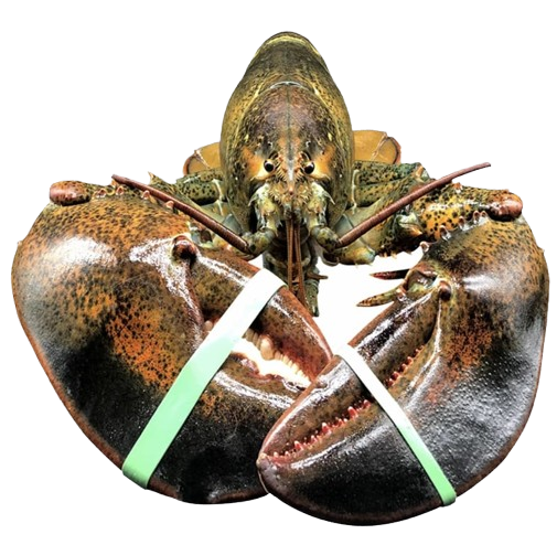 Live Maine Lobster